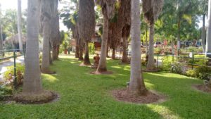 palm trees at hope zoo