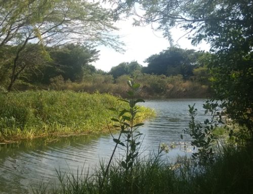 Is Milk River Mineral Bath Worth Visiting? A Real Guide to Clarendon’s Famous Spa